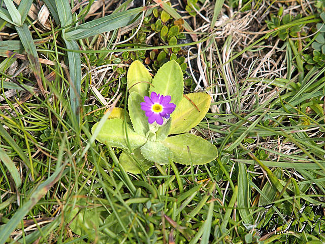 Rare Scottish Primrose