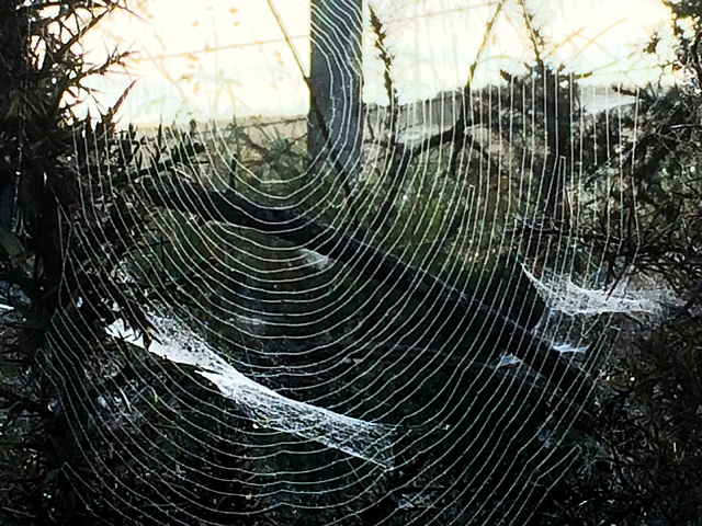 This morning's offerings by the Spider Brigades!