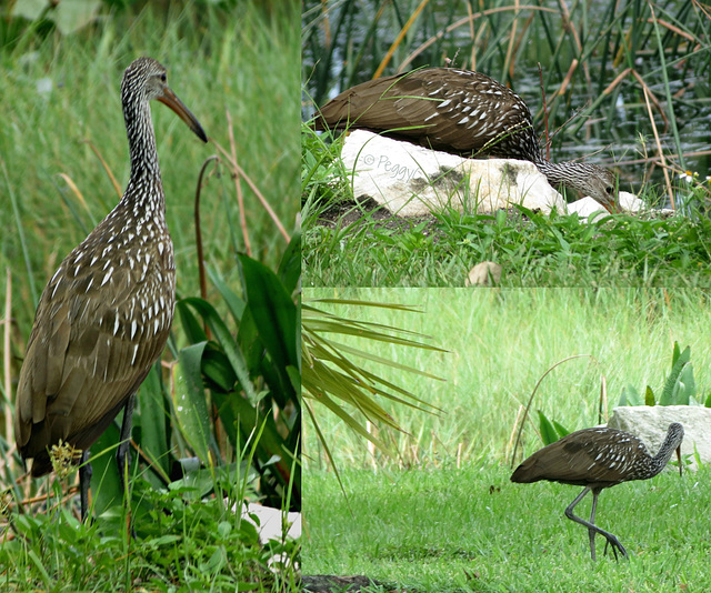 Limpkin long-legs . .