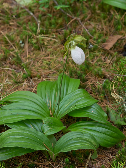 Rare white form of Cypripedium acaule (Pink Lady's-slipper Orchid)