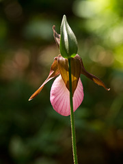Cypripedium acaule (Pink Lady's-slipper Orchid) backlit by sunshine