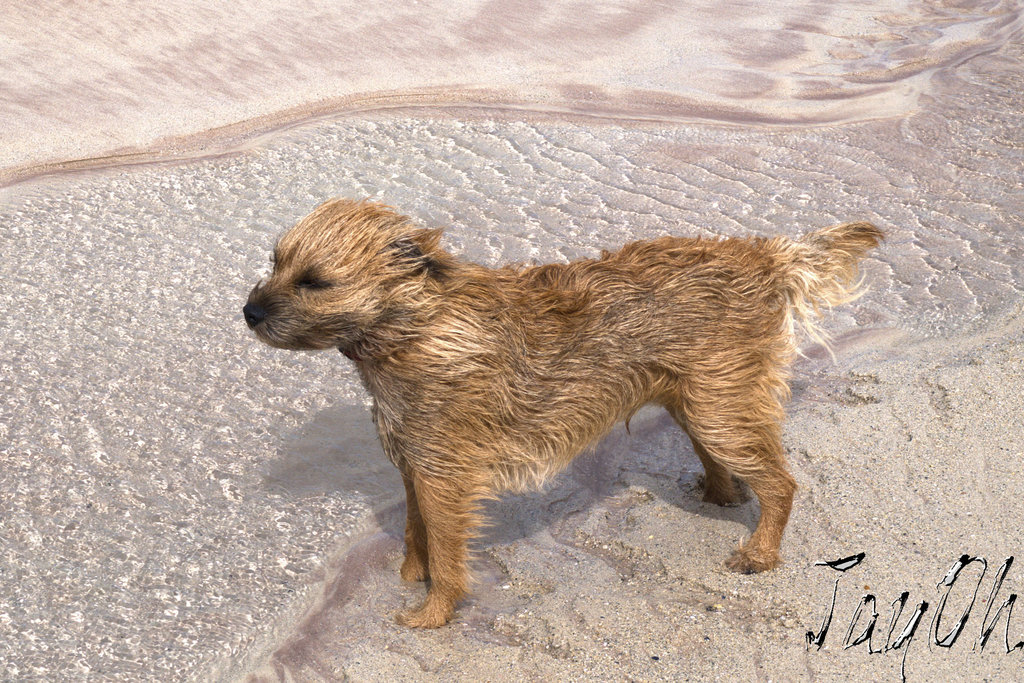 A Wind Blown Terrierist On Balnakeil Beach