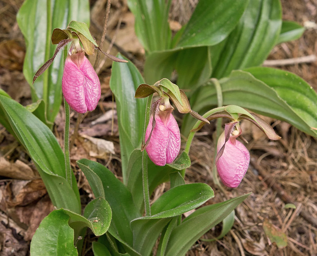 Cypripedium acaule (Pink Lady's-slipper Orchid)