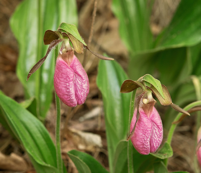 Cypripedium acaule (Pink Lady's-slipper Orchid)