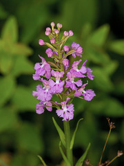 Platanthera psycodes (Small Purple-fringed Orchid)