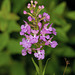 Platanthera psycodes (Small Purple-fringed Orchid)