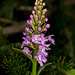 Platanthera psycodes (Small Purple-fringed Orchid)