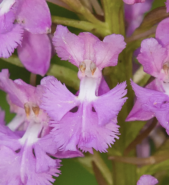 Platanthera psycodes (Small Purple-fringed Orchid) Platanthera psycodes (Small Purple-fringed Orchid)