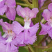 Platanthera psycodes (Small Purple-fringed Orchid)