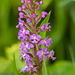 Platanthera psycodes (Small Purple-fringed Orchid)