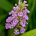 Platanthera psycodes (Small Purple-fringed Orchid)