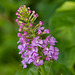 Platanthera psycodes (Small Purple-fringed Orchid)