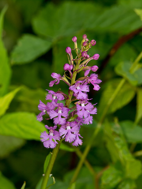 Platanthera psycodes (Small Purple-fringed Orchid)