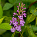 Platanthera psycodes (Small Purple-fringed Orchid)