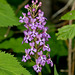 Platanthera psycodes (Small Purple-fringed Orchid)