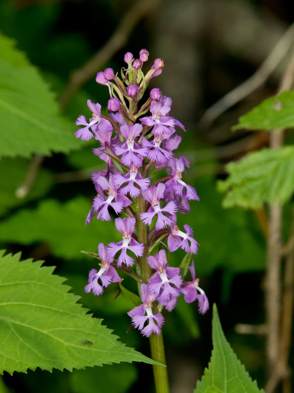 Platanthera psycodes (Small Purple-fringed Orchid)