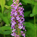 Platanthera psycodes (Small Purple-fringed Orchid)