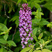 Platanthera psycodes (Small Purple-fringed Orchid)