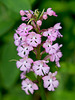 Platanthera psycodes (Small Purple-fringed Orchid)
