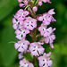 Platanthera psycodes (Small Purple-fringed Orchid)