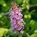 Platanthera psycodes (Small Purple-fringed Orchid)