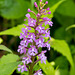 Platanthera psycodes (Small Purple-fringed Orchid)