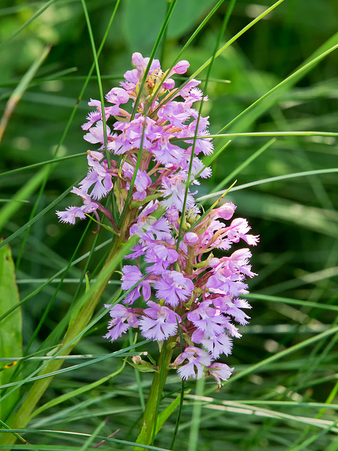 Platanthera psycodes (Small Purple-fringed Orchid)