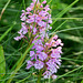 Platanthera psycodes (Small Purple-fringed Orchid)