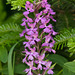 Platanthera psycodes (Small Purple-fringed Orchid)