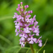 Platanthera psycodes (Small Purple-fringed Orchid)