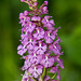 Platanthera psycodes (Small Purple-fringed Orchid)