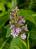 Platanthera psycodes (Small Purple-fringed Orchid)