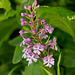 Platanthera psycodes (Small Purple-fringed Orchid)