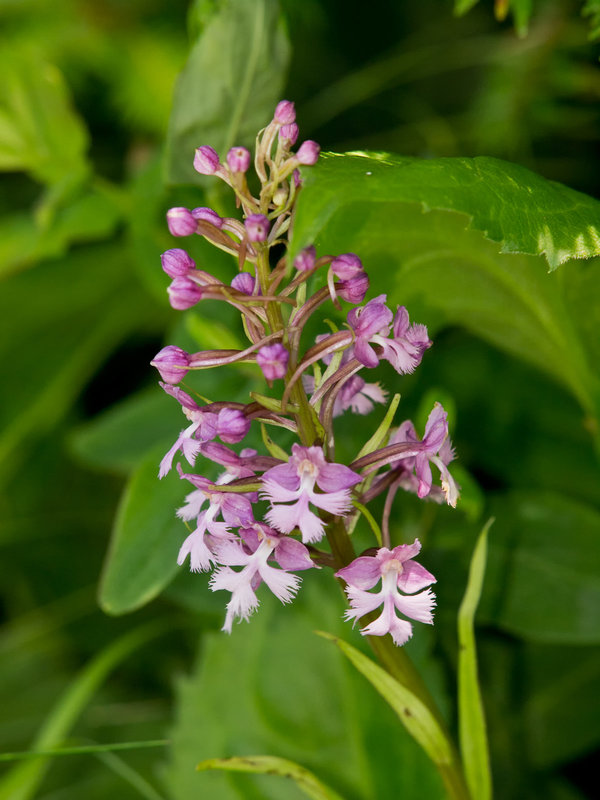Platanthera psycodes (Small Purple-fringed Orchid)