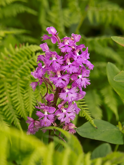 Platanthera psycodes (Small Purple-fringed Orchid)