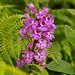 Platanthera psycodes (Small Purple-fringed Orchid)