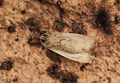 Obscure Wainscot Underside