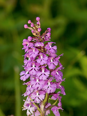 Platanthera psycodes (Small Purple-fringed Orchid) Platanthera psycodes (Small Purple-fringed Orchid)