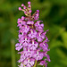 Platanthera psycodes (Small Purple-fringed Orchid)