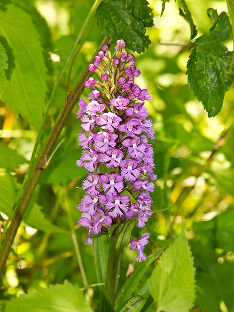 Platanthera psycodes (Small Purple-fringed Orchid)