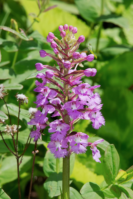 Platanthera psycodes (Small Purple-fringed Orchid)