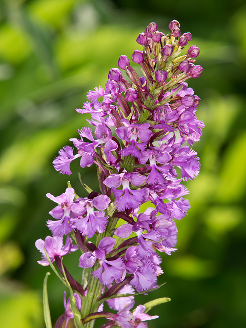 Platanthera psycodes (Small Purple-fringed Orchid)