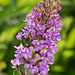 Platanthera psycodes (Small Purple-fringed Orchid)