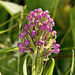 Platanthera psycodes (Small Purple-fringed Orchid)