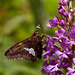 Platanthera psycodes (Small Purple-fringed Orchid) with pollinator, Epargyreus clarus (Silver-spotted Skipper)