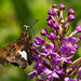 Platanthera psycodes (Small Purple-fringed Orchid) with pollinator, Epargyreus clarus (Silver-spotted Skipper)