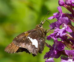 Platanthera psycodes (Small Purple-fringed Orchid) with pollinator, Epargyreus clarus (Silver-spotted Skipper)