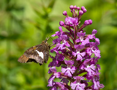 Platanthera psycodes (Small Purple-fringed Orchid) with pollinator, Epargyreus clarus (Silver-spotted Skipper)