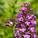 Platanthera psycodes (Small Purple-fringed Orchid) with pollinator, Epargyreus clarus (Silver-spotted Skipper)