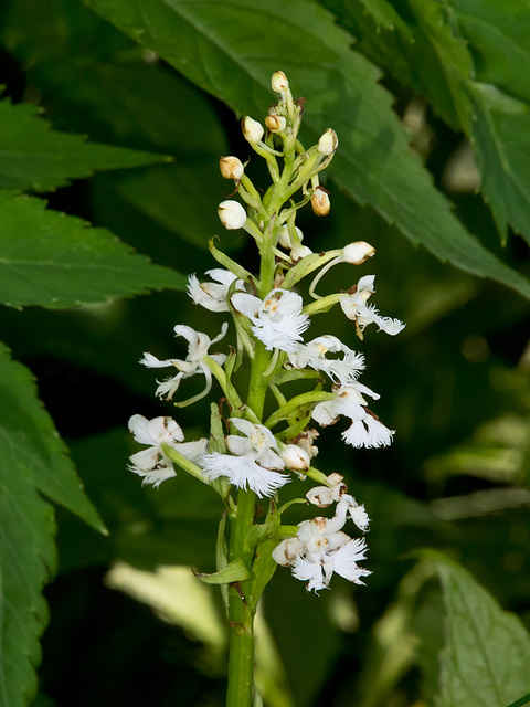 Platanthera psycodes (Small Purple-fringed Orchid) -- white form